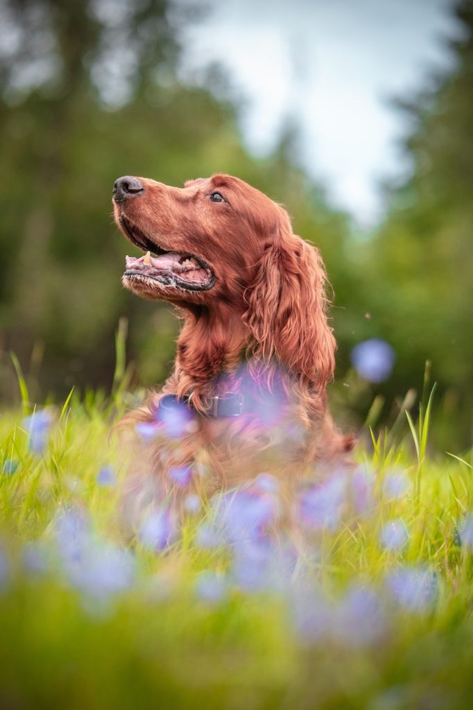irish setter, dog, pet, flower wallpaper, animal, canine, flower background, nature, summer meadow, grass, hunting dog, beautiful flowers, beautiful, flowers