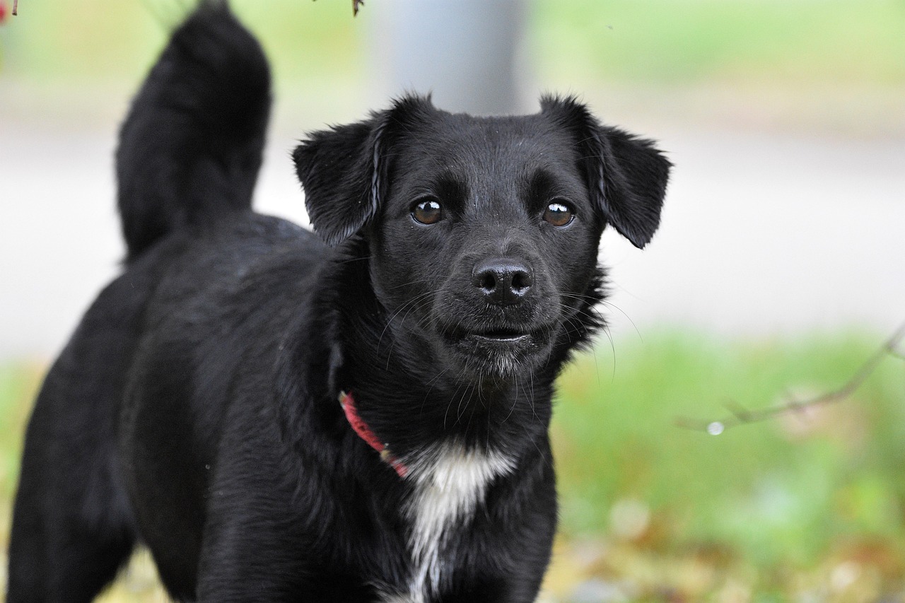 Privatträning animal, dog, nature, bark, mammal, pet, canine
