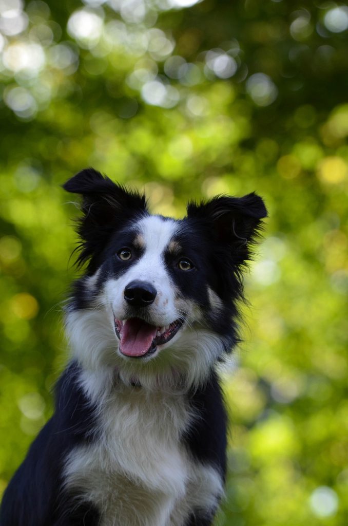 border collie, portrait, animal, attentive, dog, curious, purebred dog, pet, british herding dog