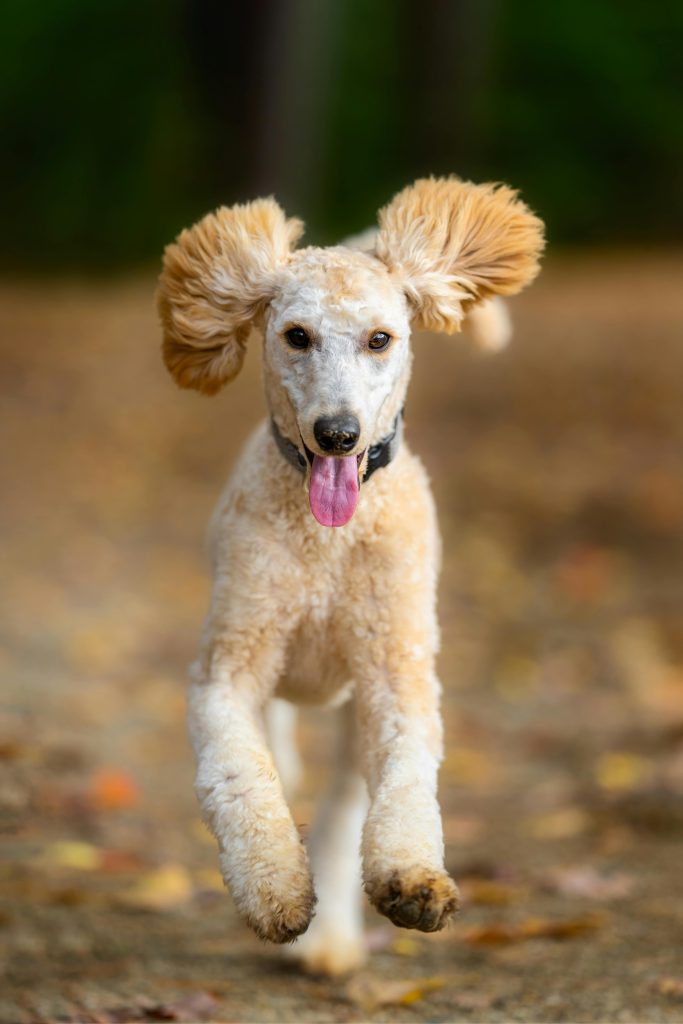 Happy poodle enjoying a joyful run on a sunny autumn day in a park.