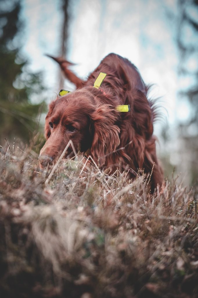 dog, irish, setter, mischievous, pet, animal, forest, nature, hunting, hunting dog, dog training