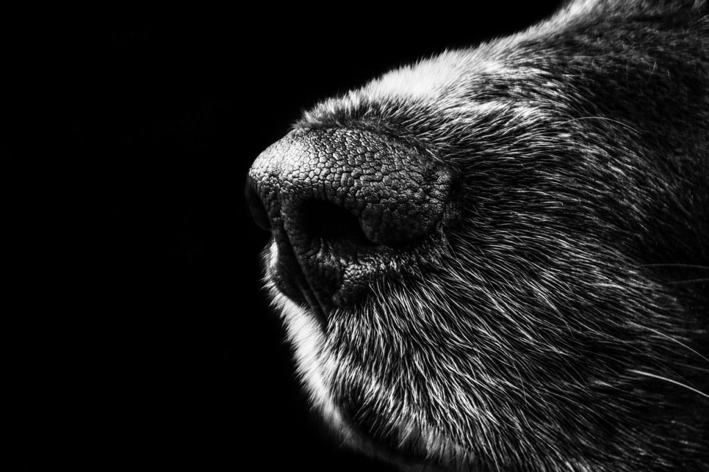 dog, snout, nature, nose, black and white, fur, pet, close up, macro, black background, animal, animal photography