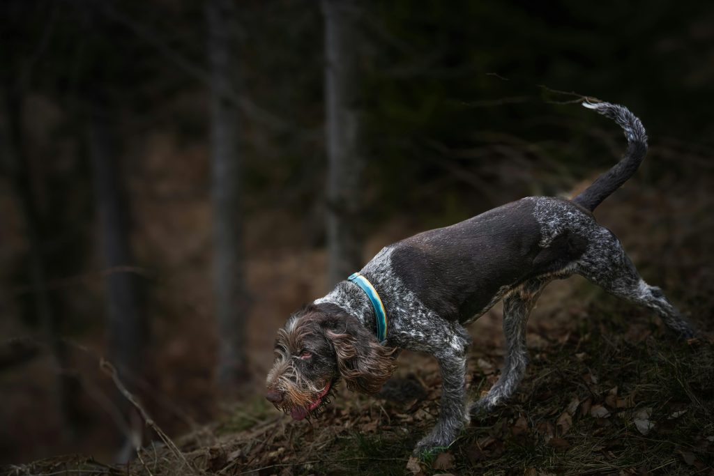 A German Wirehaired Pointer explores a lush forest area, showcasing its curious nature and agility.