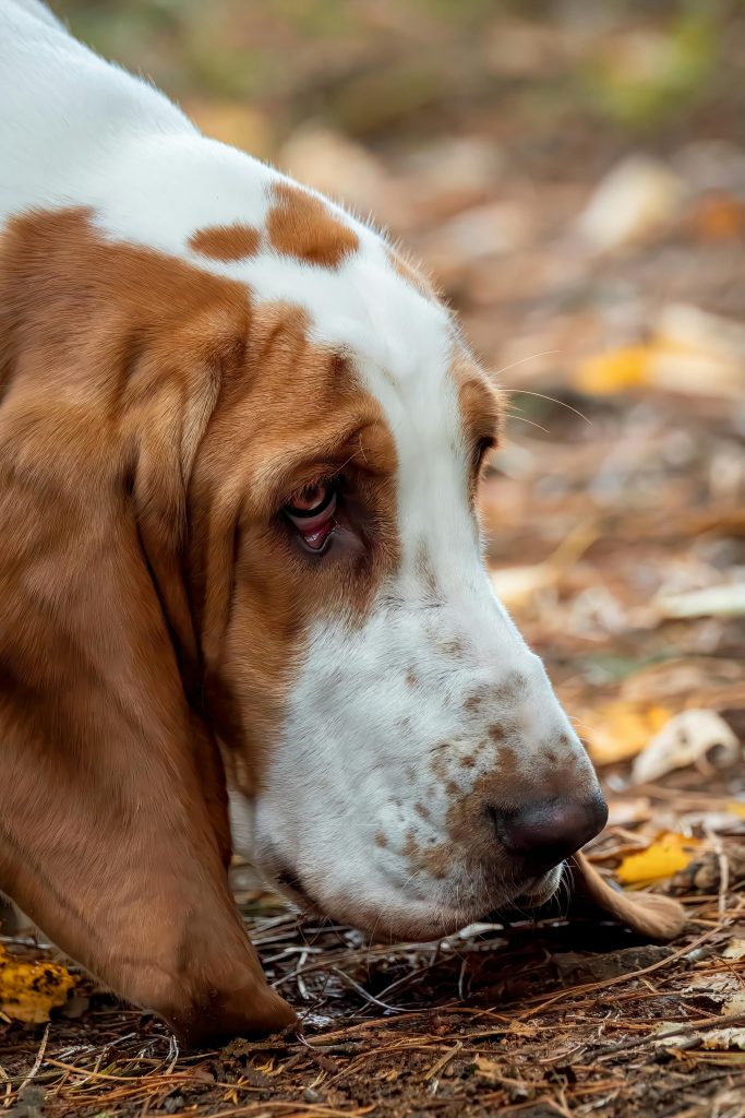 A basset hound with floppy ears sniffs through fallen leaves in an autumn setting.