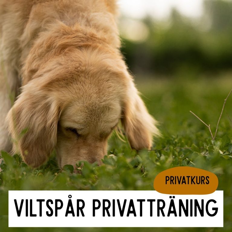 kopia av inkallning 24
